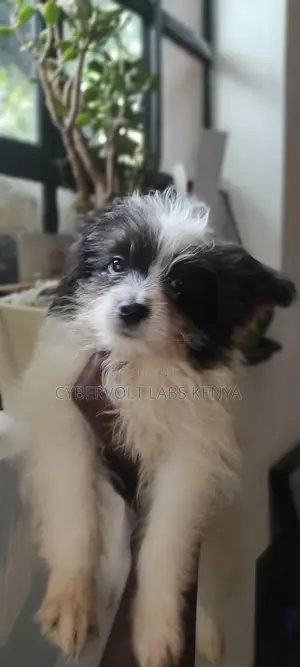 3-6 months Male Purebred Havanese