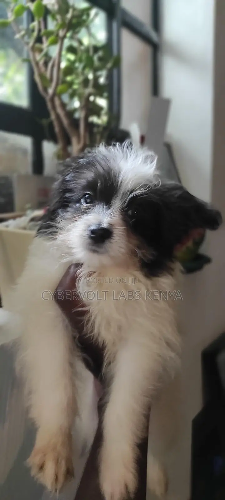3-6 months Male Purebred Havanese