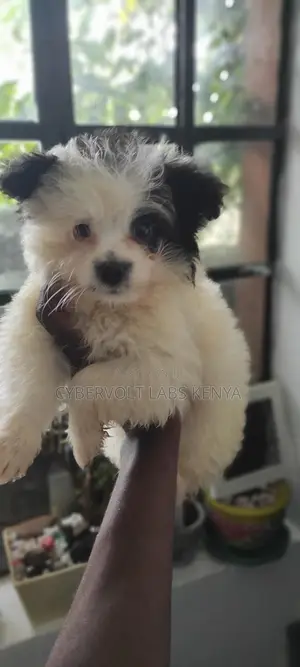 3-6 months Male Purebred Havanese