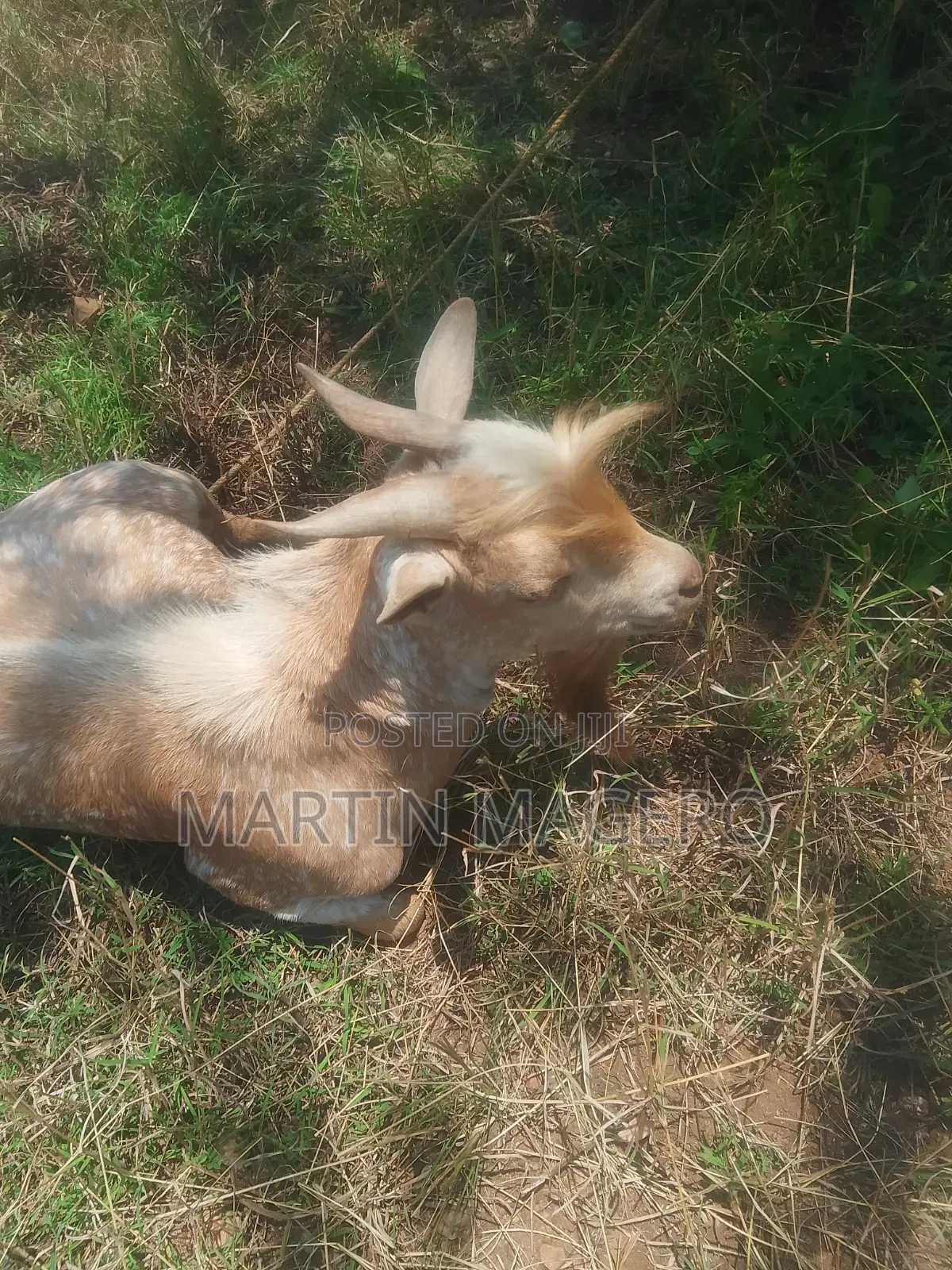 1 and Half Year Old Male Goat