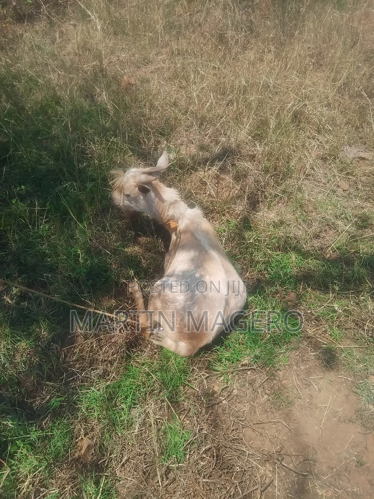 1 and Half Year Old Male Goat