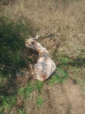 1 and Half Year Old Male Goat