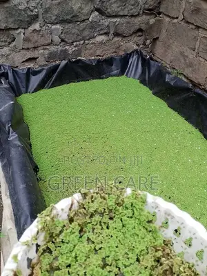 Azolla Seedlings