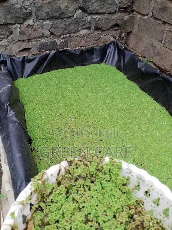 Azolla Seedlings