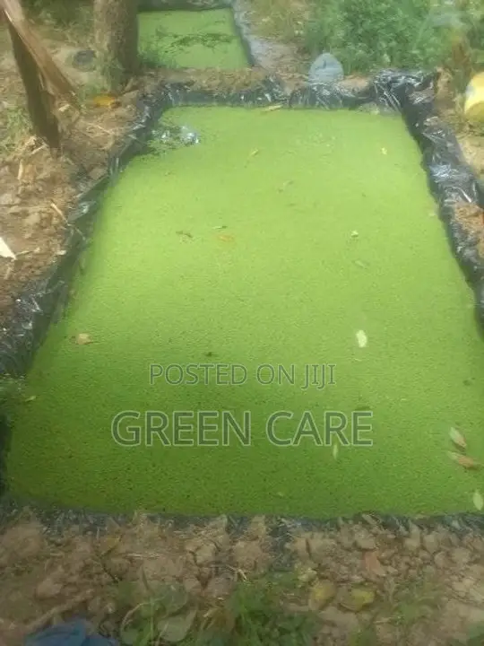 Azolla Seedlings