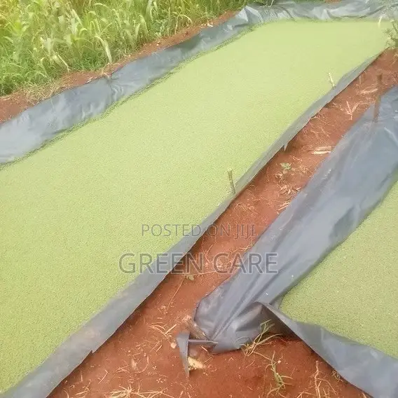 Azolla Seedlings