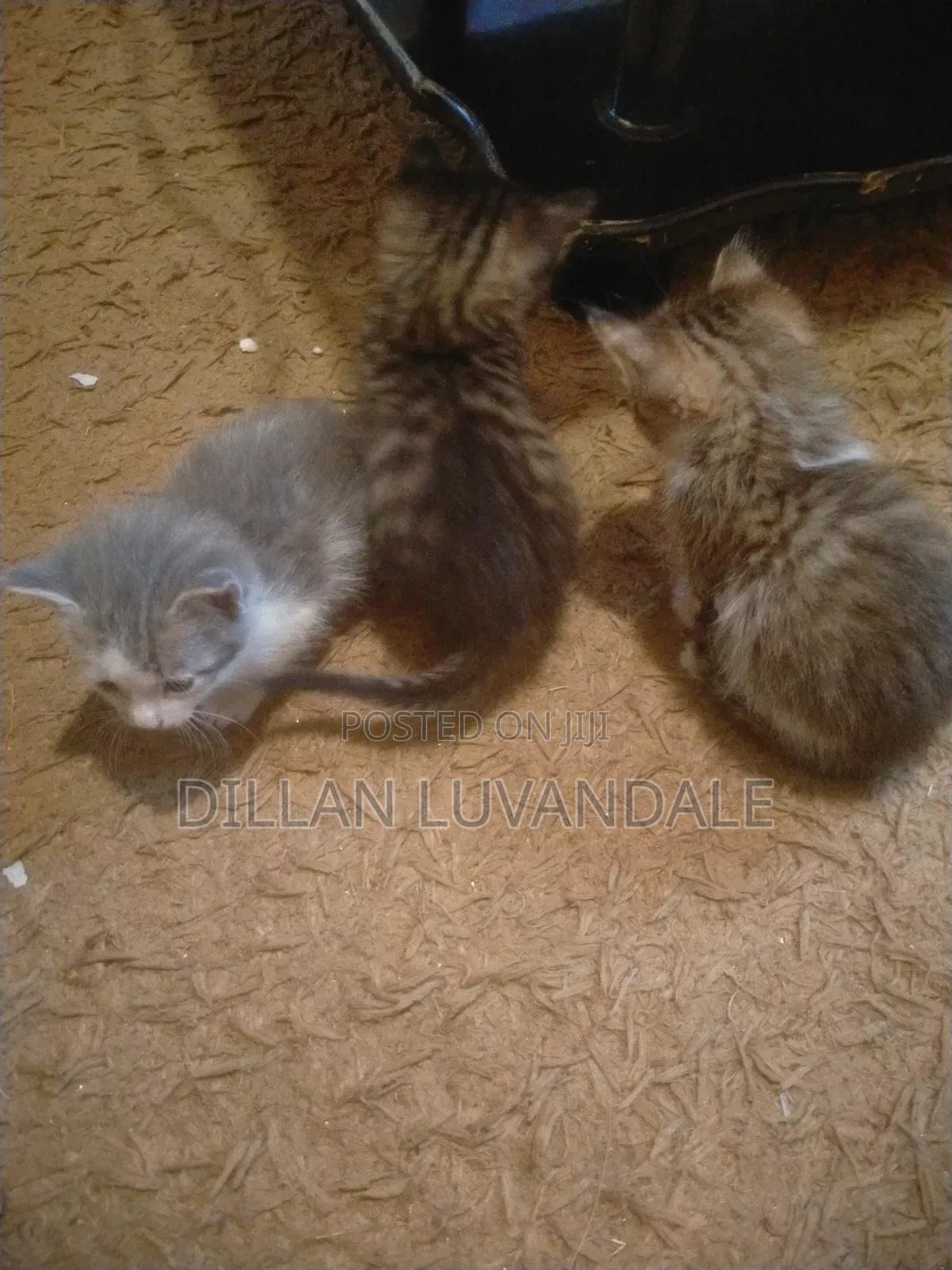 1-3 months Male Purebred Tabby