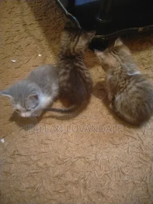 1-3 months Male Purebred Tabby