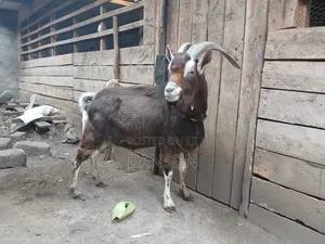 Alpine Billy Goat