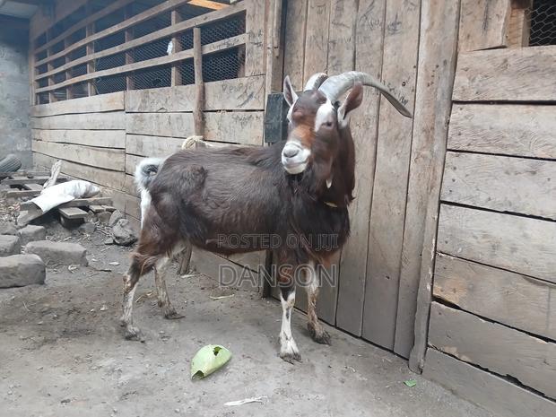 Alpine Billy Goat