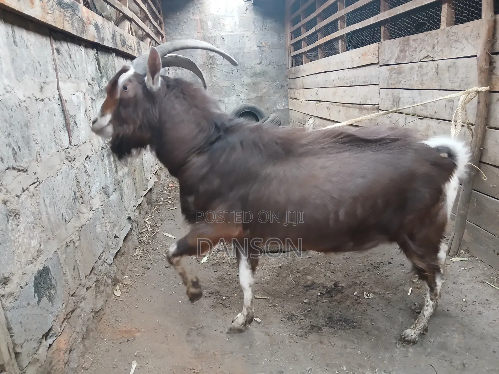 Alpine Billy Goat