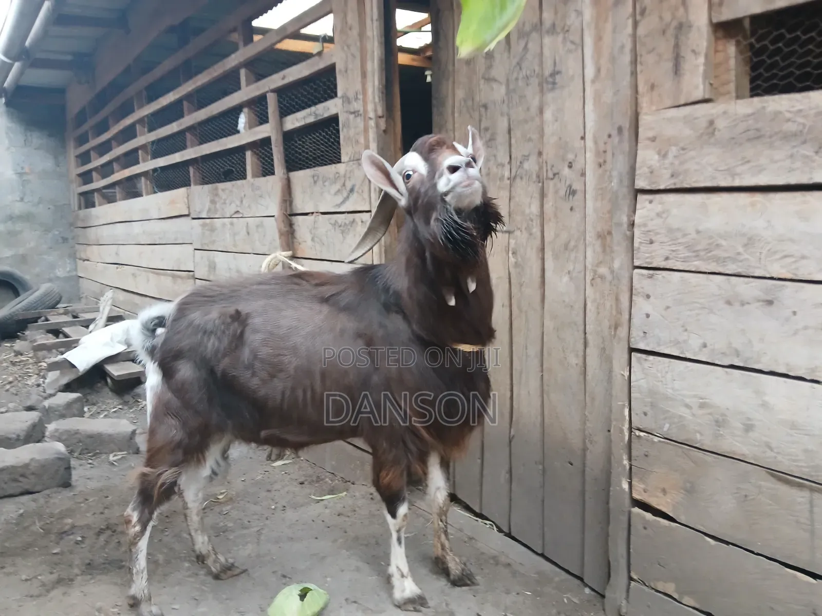 Alpine Billy Goat