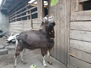 Alpine Billy Goat