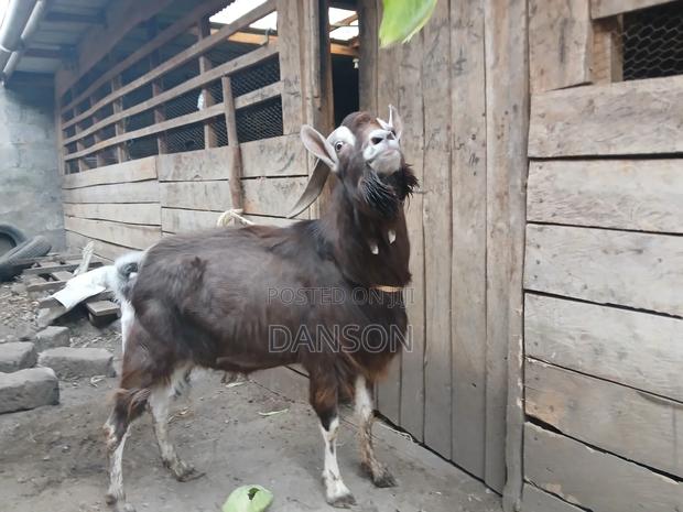 Alpine Billy Goat - thumbnail 3
