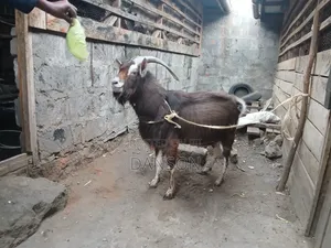 Alpine Billy Goat
