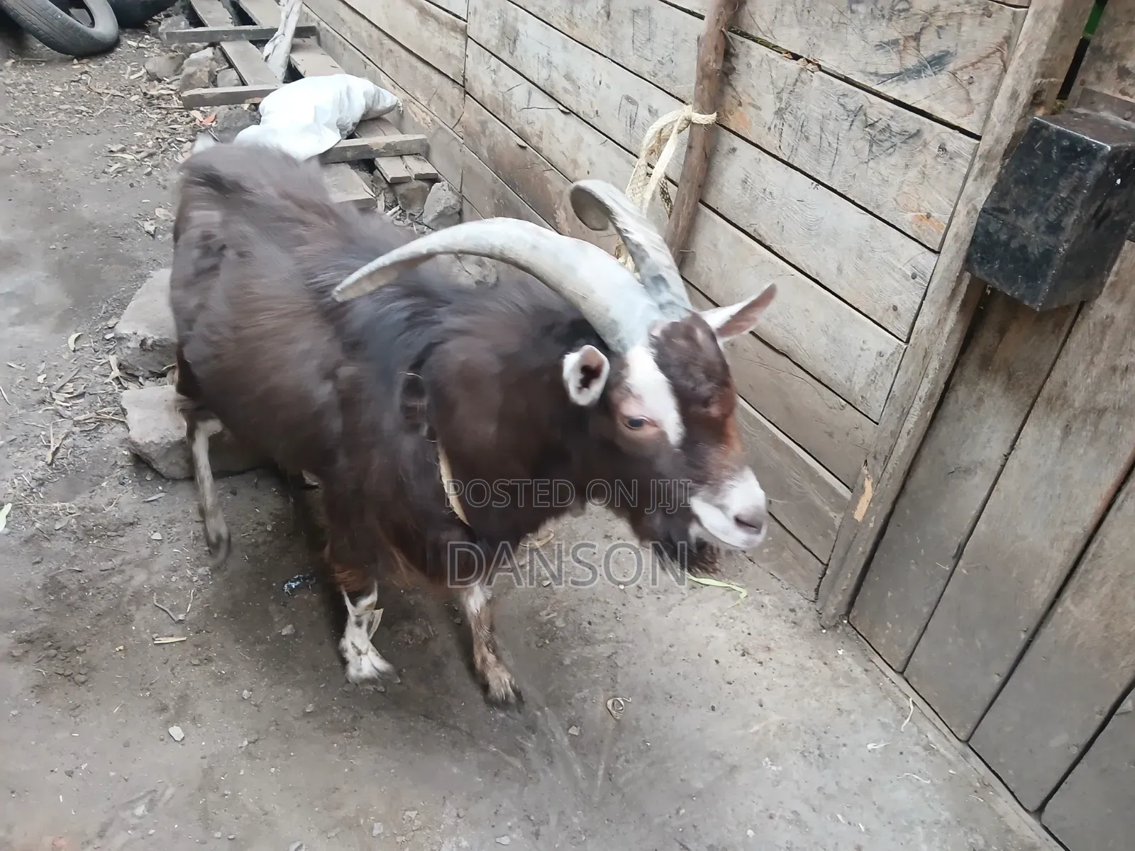 Alpine Billy Goat