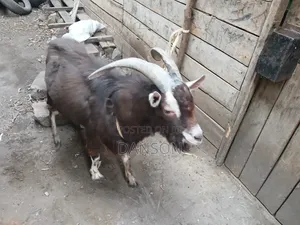 Alpine Billy Goat