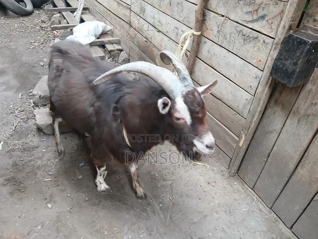 Alpine Billy Goat - thumbnail 5