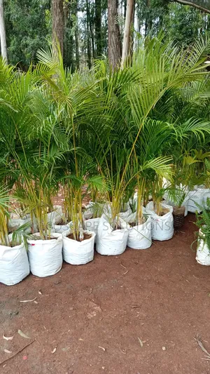 Golden Palms