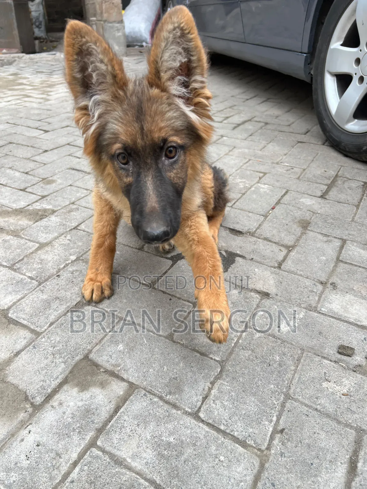 3-6 months Female Purebred German Shepherd