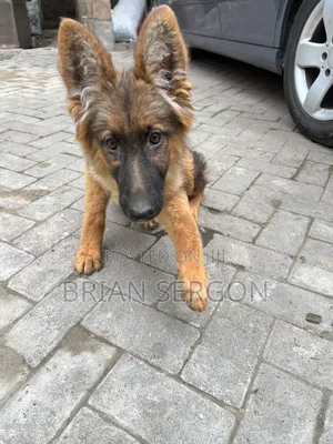 3-6 months Female Purebred German Shepherd