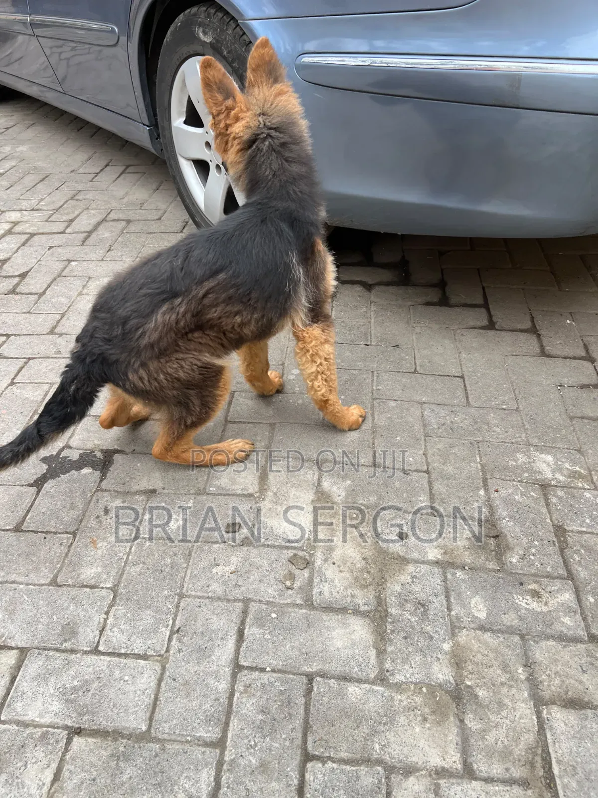 3-6 months Female Purebred German Shepherd