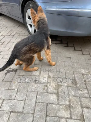 3-6 months Female Purebred German Shepherd
