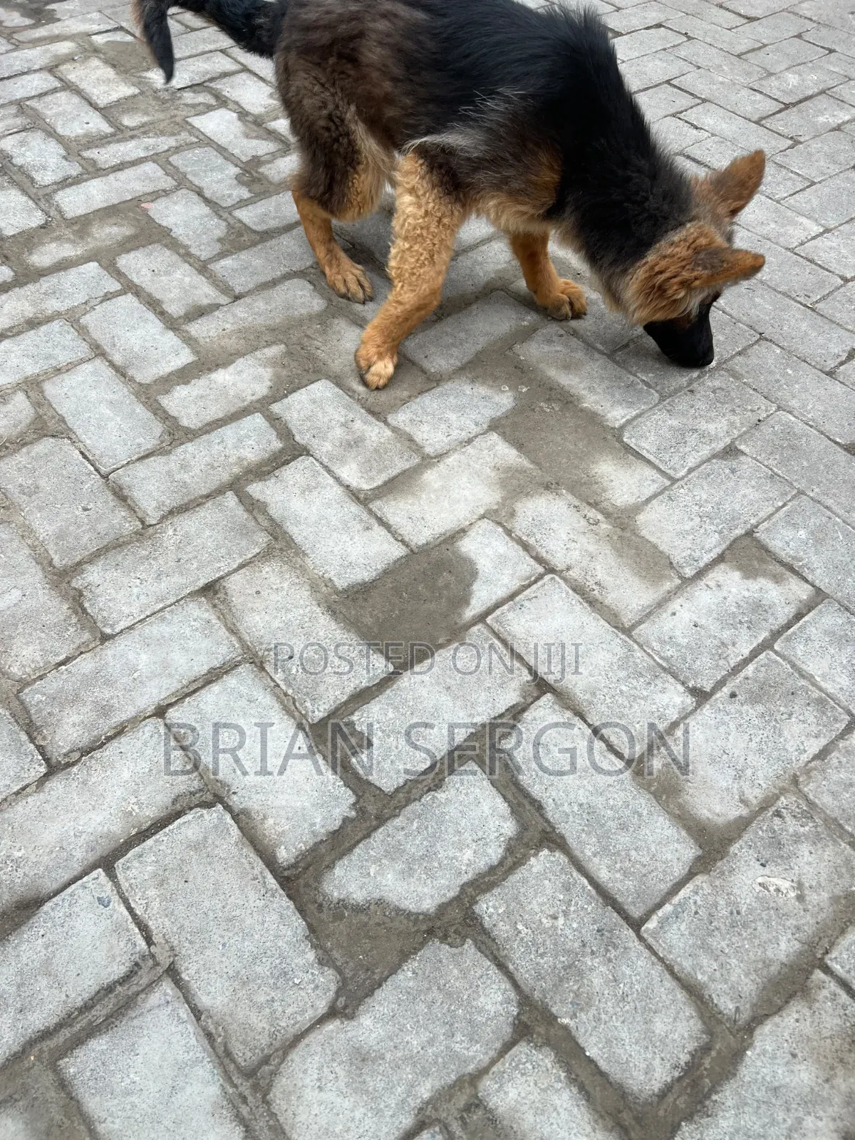 3-6 months Female Purebred German Shepherd