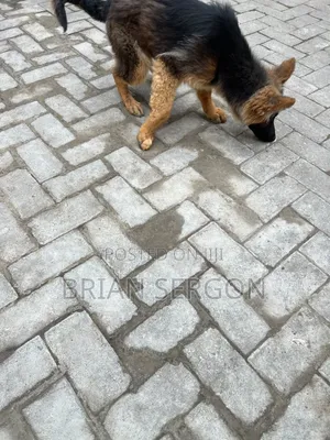 3-6 months Female Purebred German Shepherd