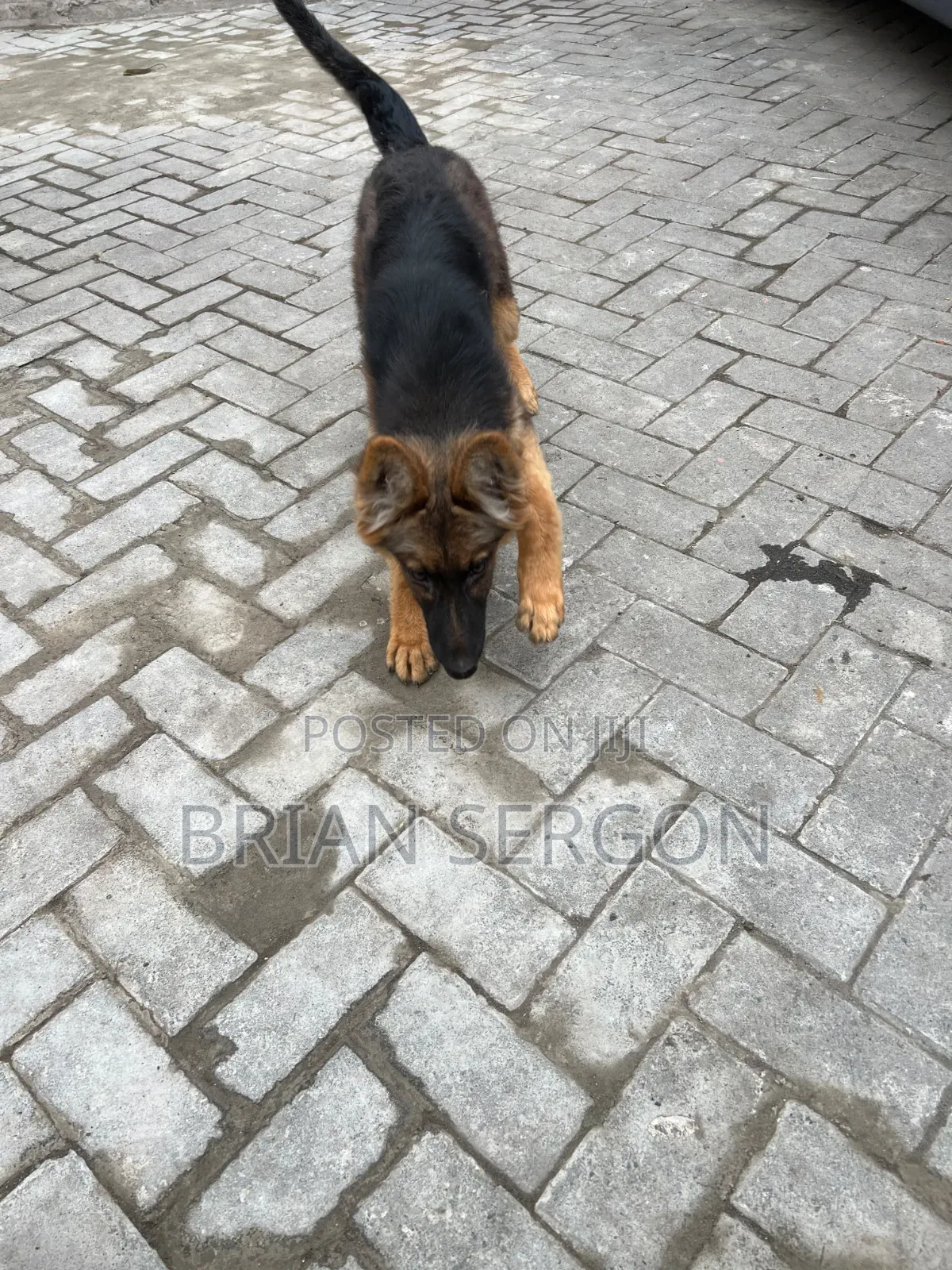 3-6 months Female Purebred German Shepherd