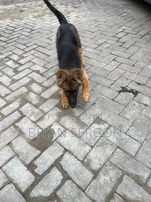 3-6 months Female Purebred German Shepherd
