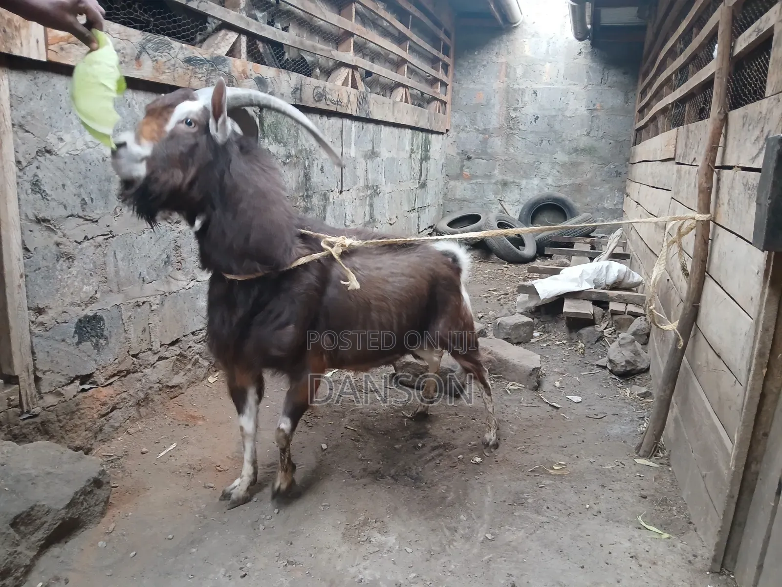 Alpine Billy Goat
