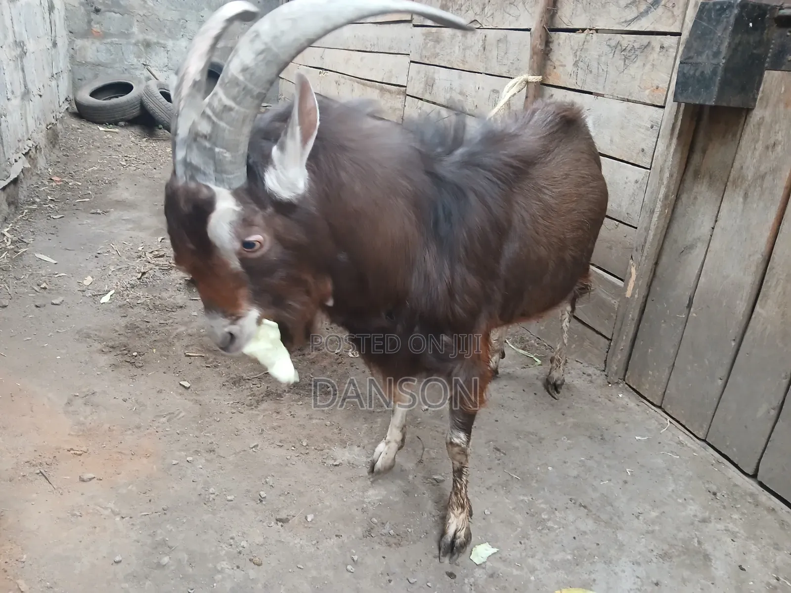 Alpine Billy Goat