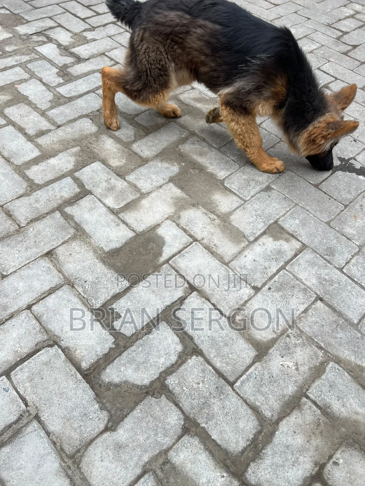 3-6 months Female Purebred German Shepherd