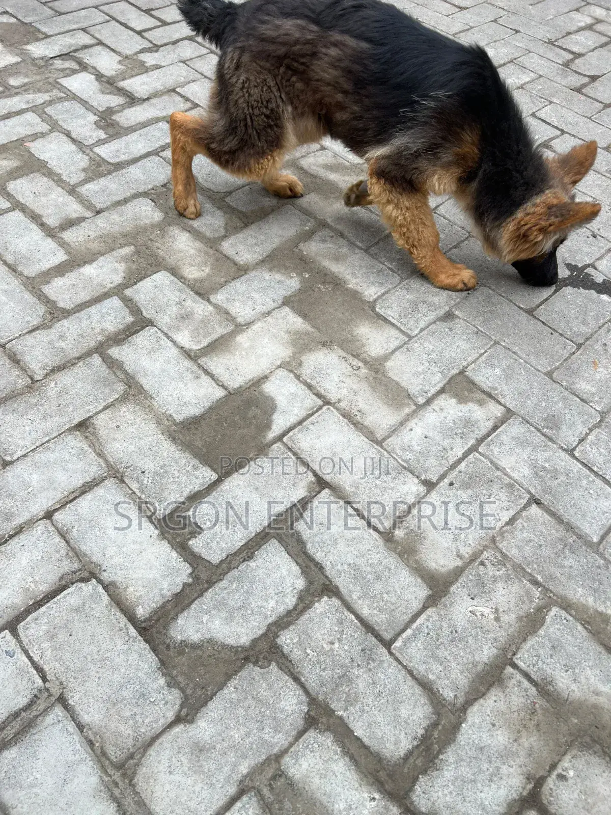 3-6 months Female Purebred German Shepherd