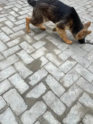 3-6 months Female Purebred German Shepherd