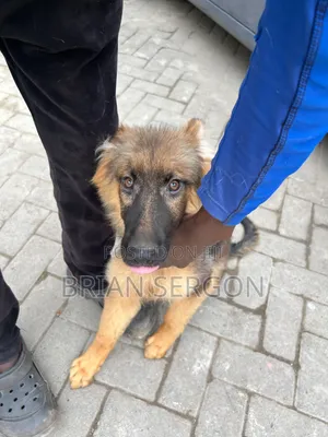 3-6 months Female Purebred German Shepherd