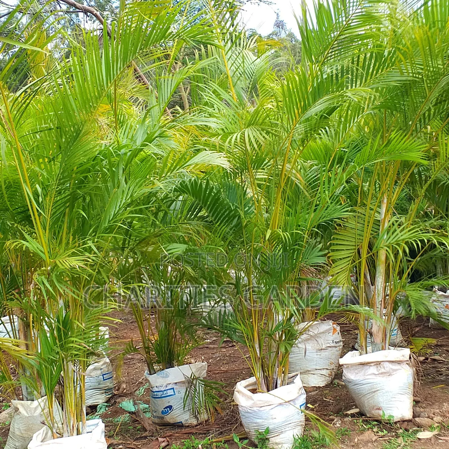 Golden Palm