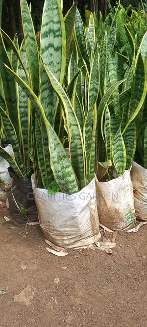Snake Plant