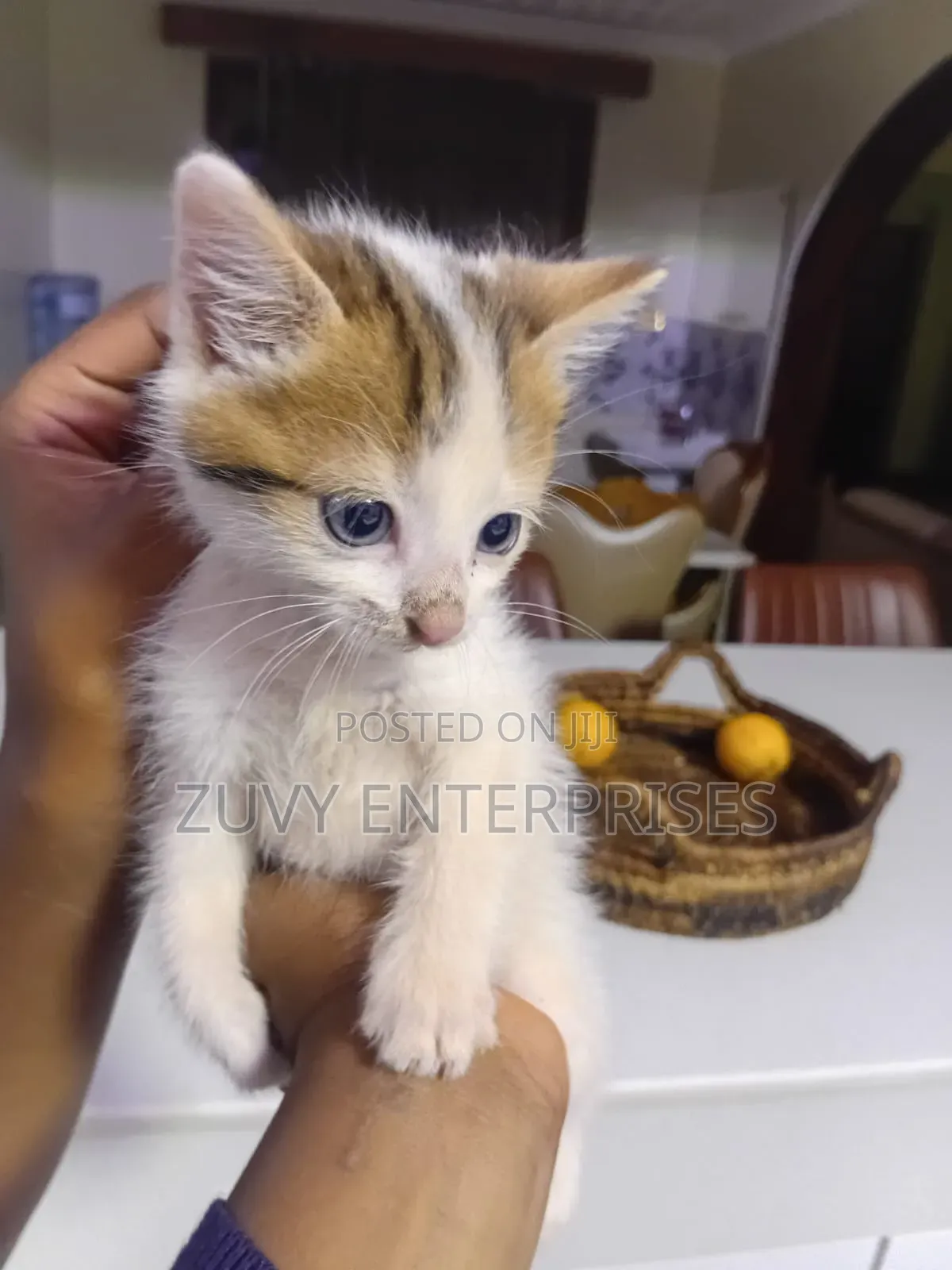 1-3 months Male Mixed Breed Tabby