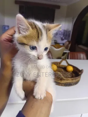 1-3 months Male Mixed Breed Tabby