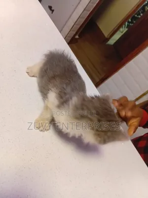 1-3 months Male Mixed Breed Tabby