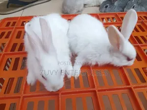 Rabbits for Sale Meat Breeding Etc