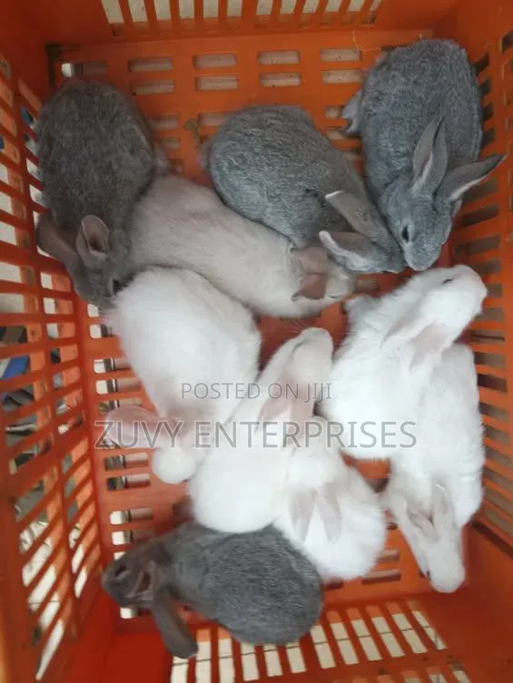 Rabbits for Sale Meat Breeding Etc