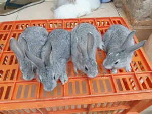 Rabbits for Sale Meat Breeding Etc
