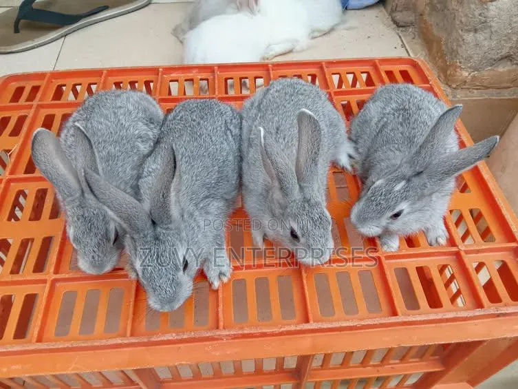 Rabbits for Sale Meat Breeding Etc