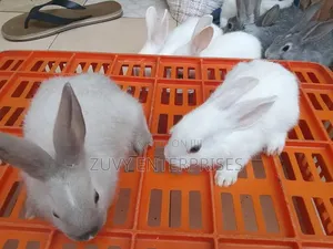 Rabbits for Sale Meat Breeding Etc