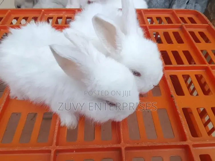 Rabbits for Sale Meat Breeding Etc