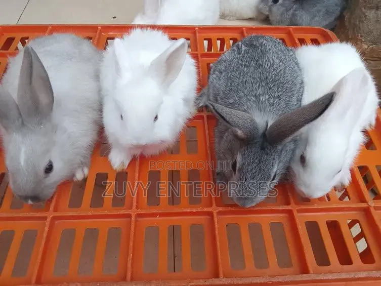 Rabbits for Sale Meat Breeding Etc