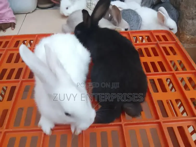 Rabbits for Sale Meat Breeding Etc